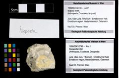 Foto (Objekt + Etiketten) von Isopoda indet. 